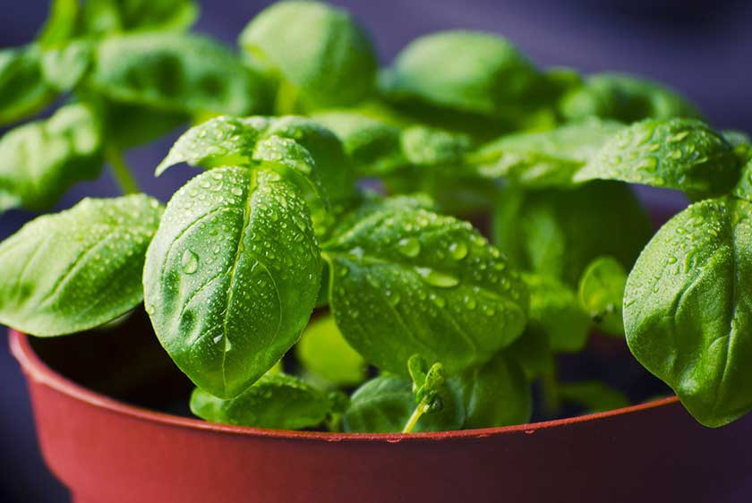 Fresh Basil grown in home